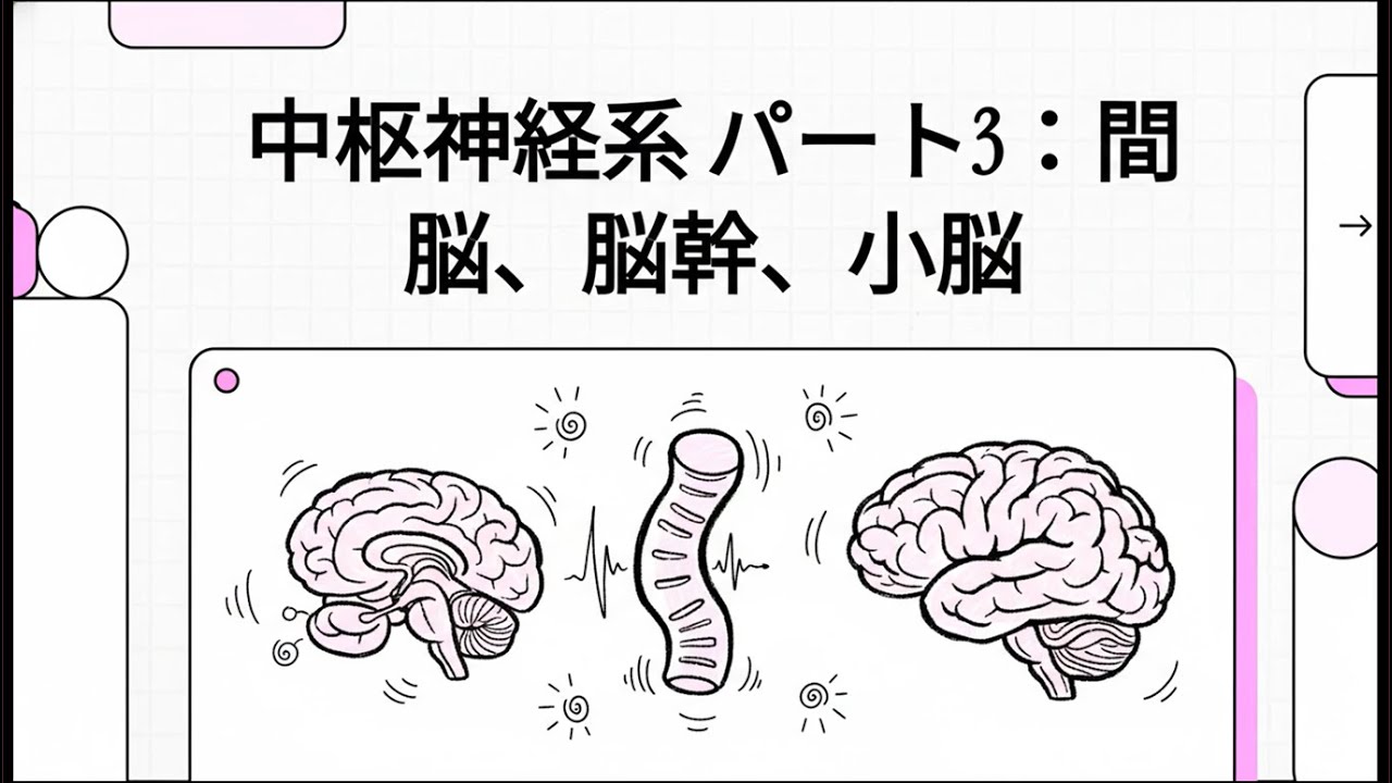 103 1 6 間脳、脳幹、小脳