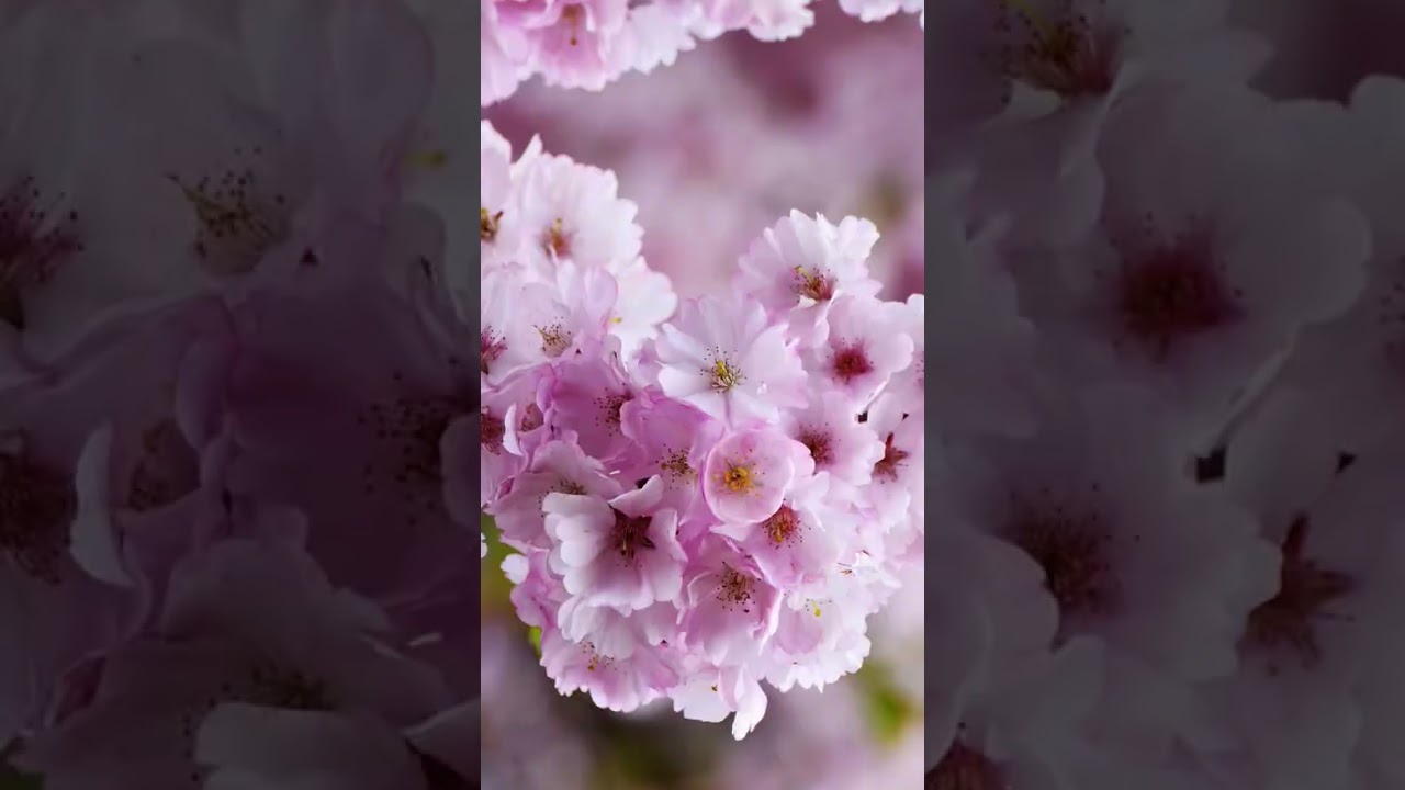 Beautiful flower calm 🌸🌸