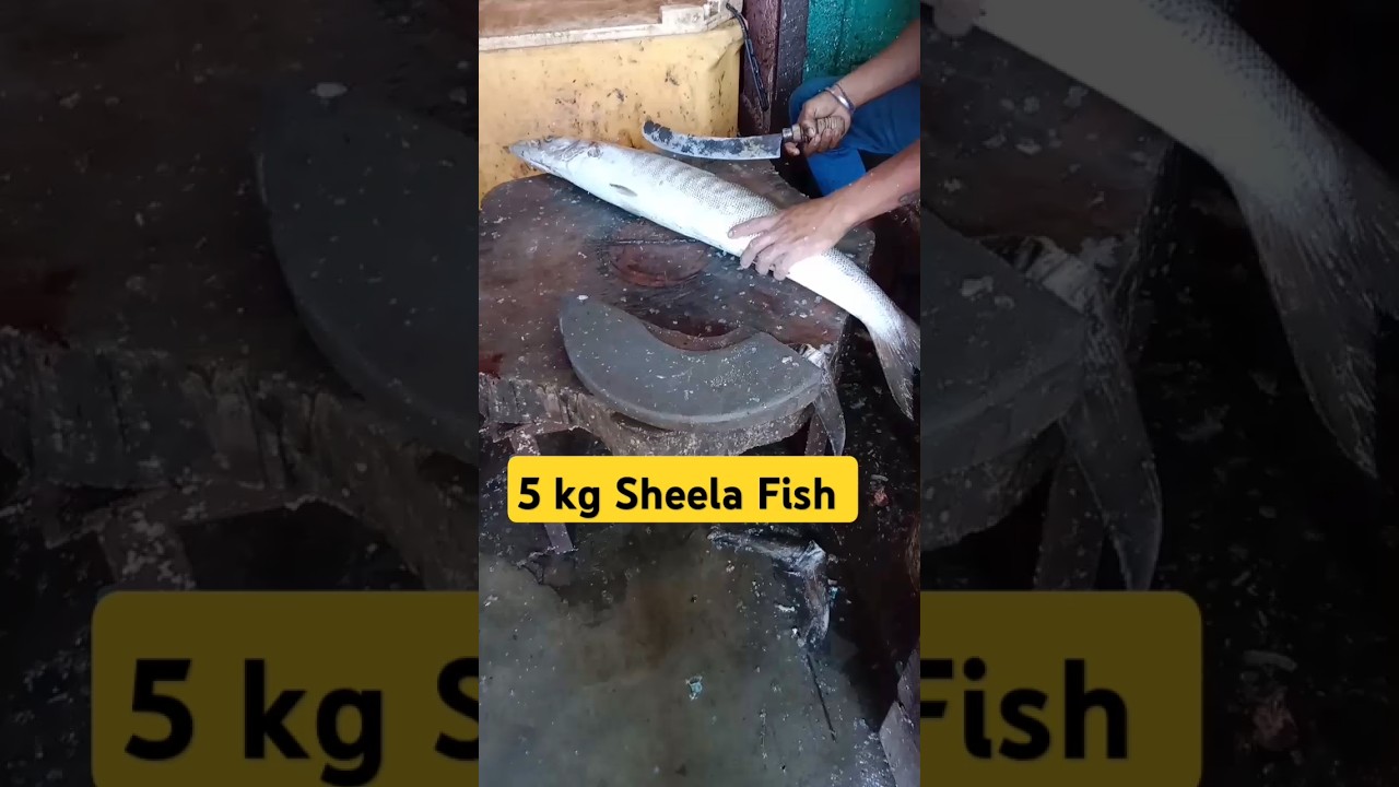 Sheela fish benefits in Tamil #fishing #food #shorts vanjeeram fry/sheela fish fry/fish gravy