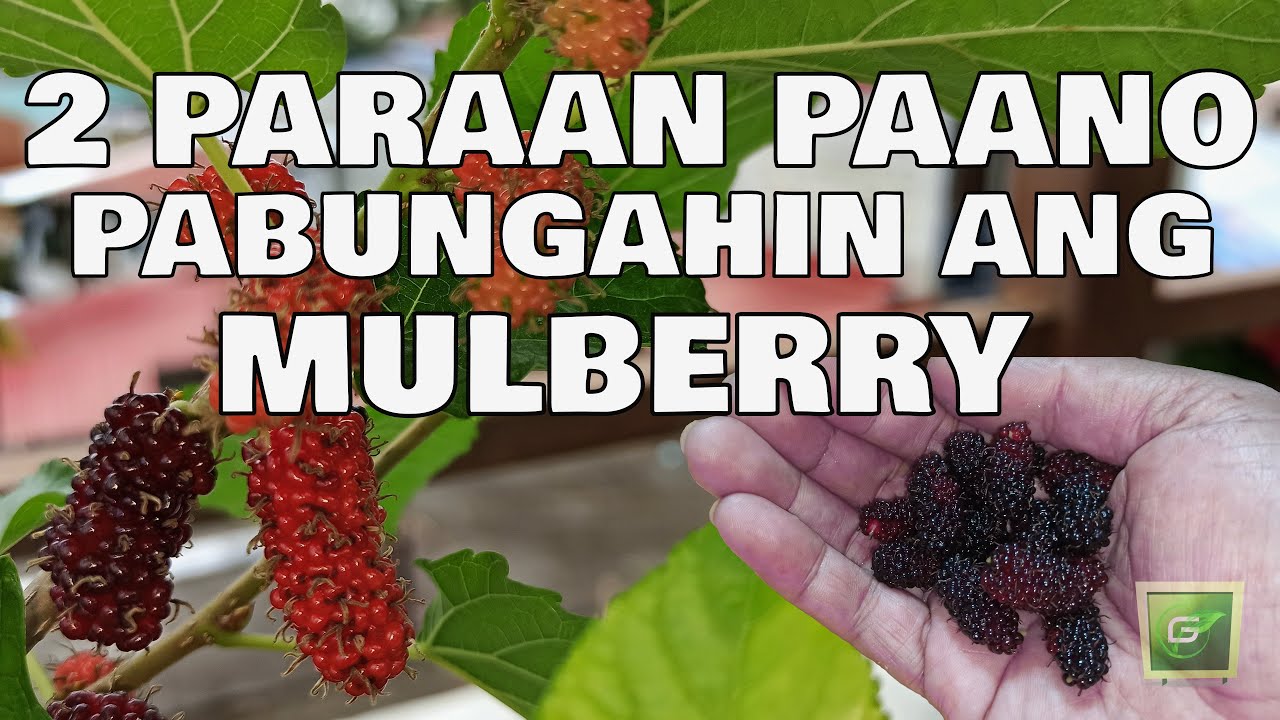 DALAWANG PARAAN Paano PABUNGAHIN Ang MULBERRY | [ TWO WAYS For The MULBERRY To BRING FRUIT ]