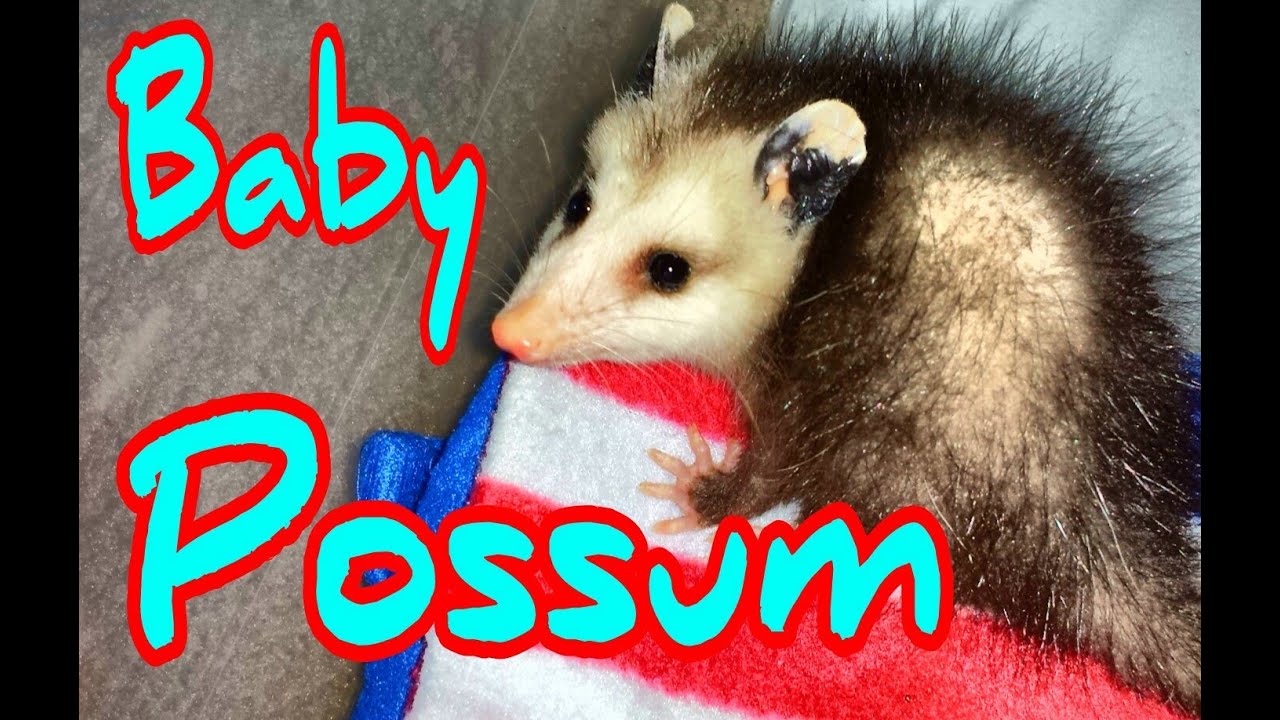 Baby possum found in closet
