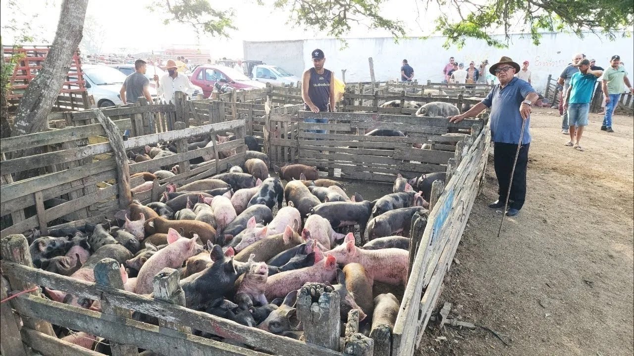 SUÍNOS COM FORÇA EM CACHOEIRINHA-PE, ALÉM DE CAPRINOS E OVINOS 09-10-2025 #nordeste