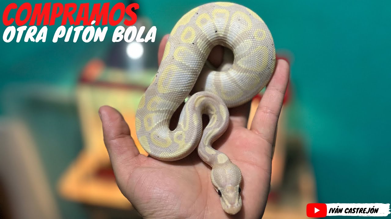 COMPRAMOS otra SERPIENTE 🐍