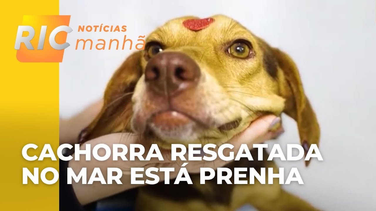 Resgate emocionante: cadela salva no mar do PR está prenha e ganha nova chance