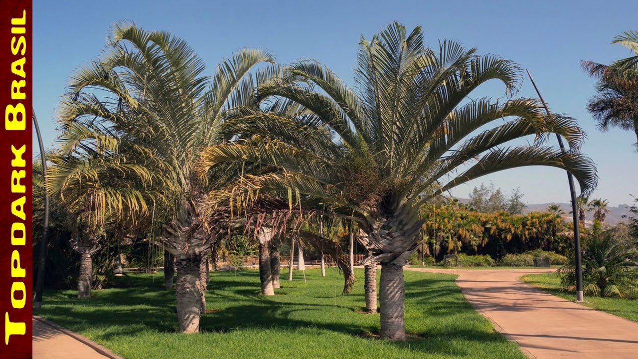 10 Palmeiras mais usadas em paisagismo e jardinagem