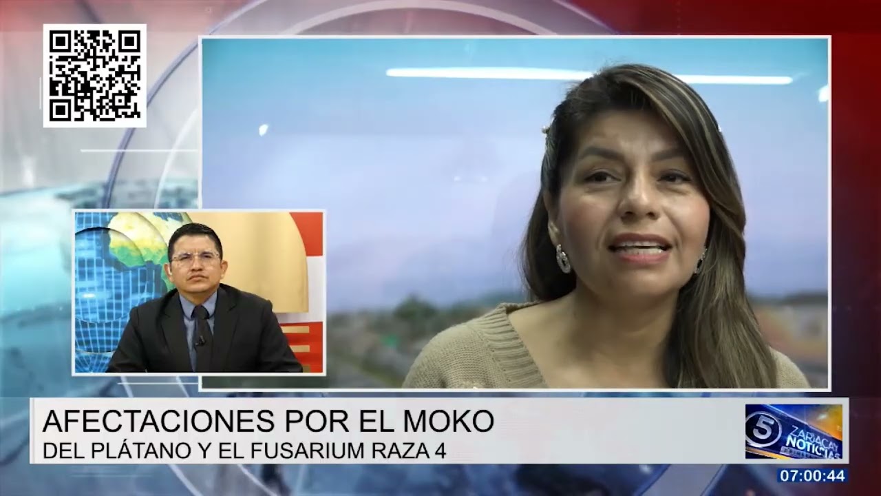 AFECTACIONES POR EL MOKO DEL PLÁTANO Y EL FUSARIUM RAZA 4