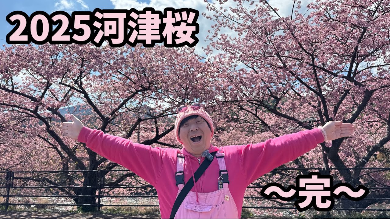 【2025河津桜】 3.9完　河津桜まつり最終日　河津桜まつり　お得情報