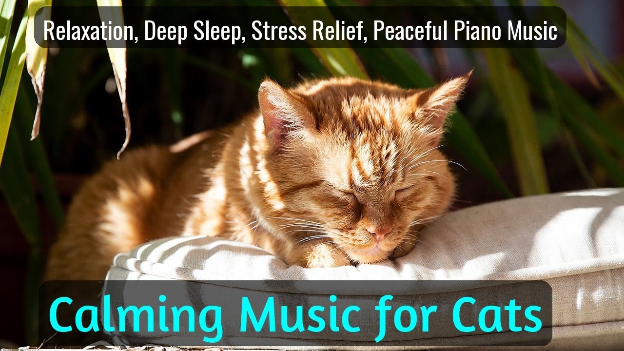 Calming Music for Cats - Relaxation, Deep Sleep, Stress Relief, Peaceful Piano Music | Season 64