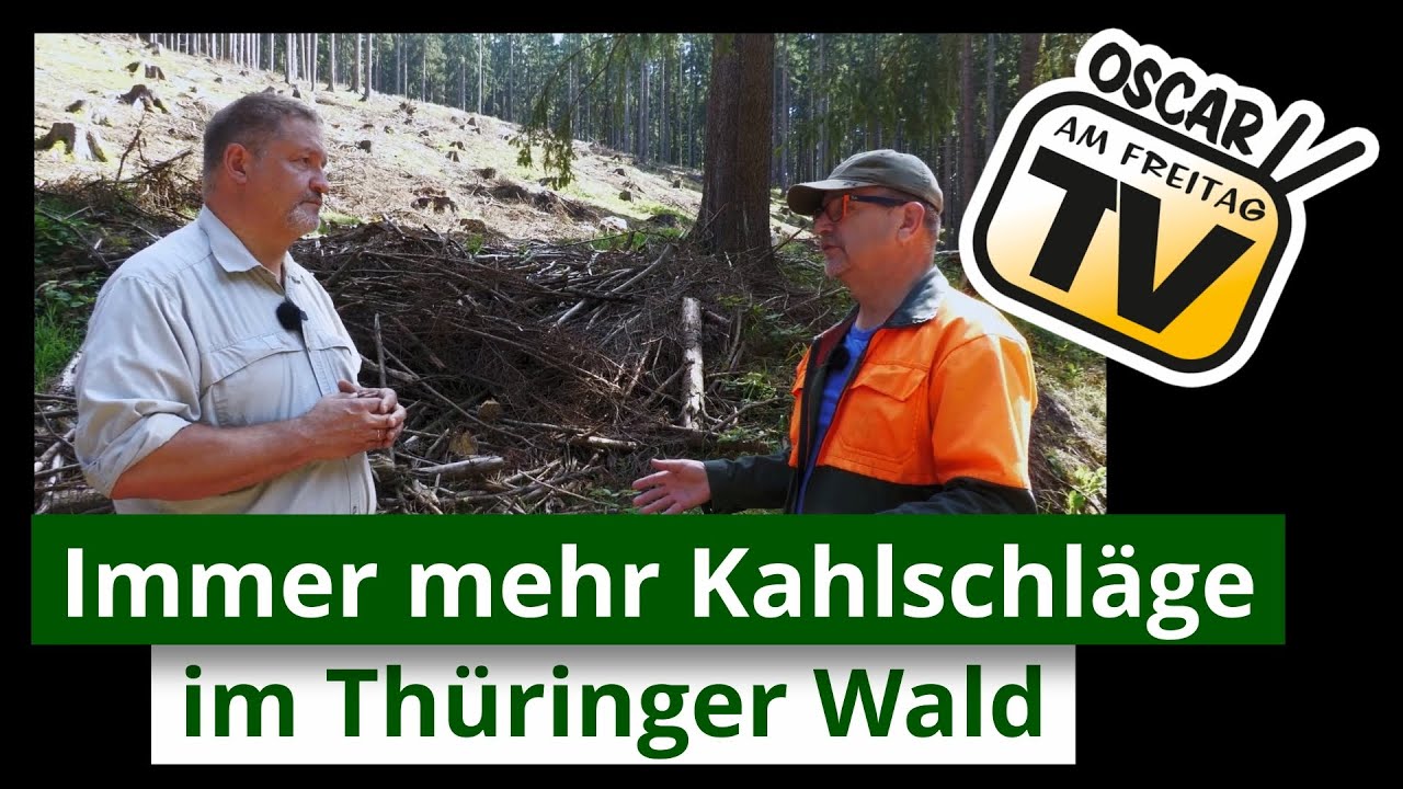 Immer mehr Kahlschläge im Thüringer Wald
