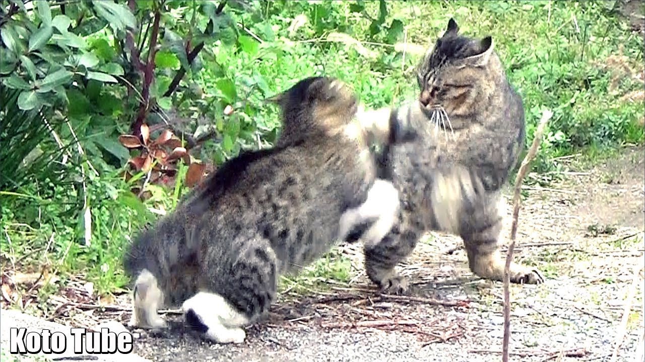 野良猫の喧嘩！鳴き声、威嚇、睨み合い、取っ組み合い！（縄張り争い）Cat Fight over territory
