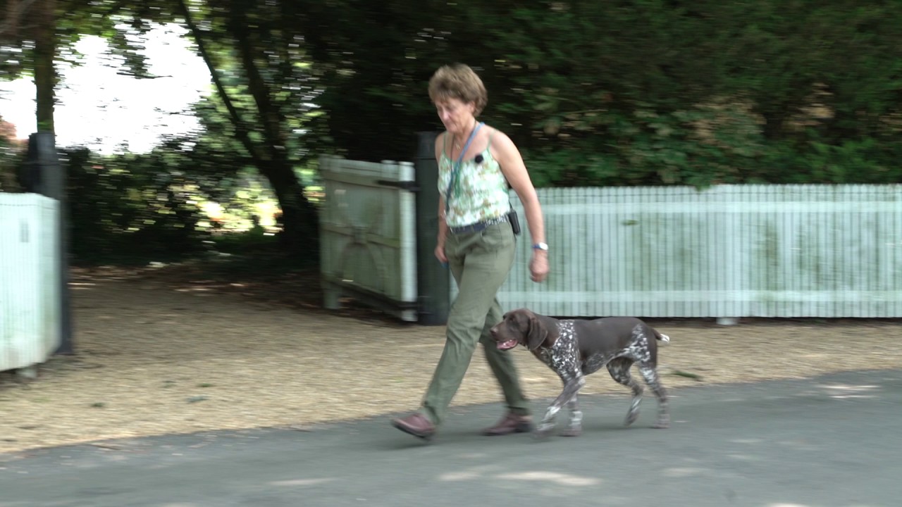 Young German Shorthaired Pointer learns to walk to heel off lead