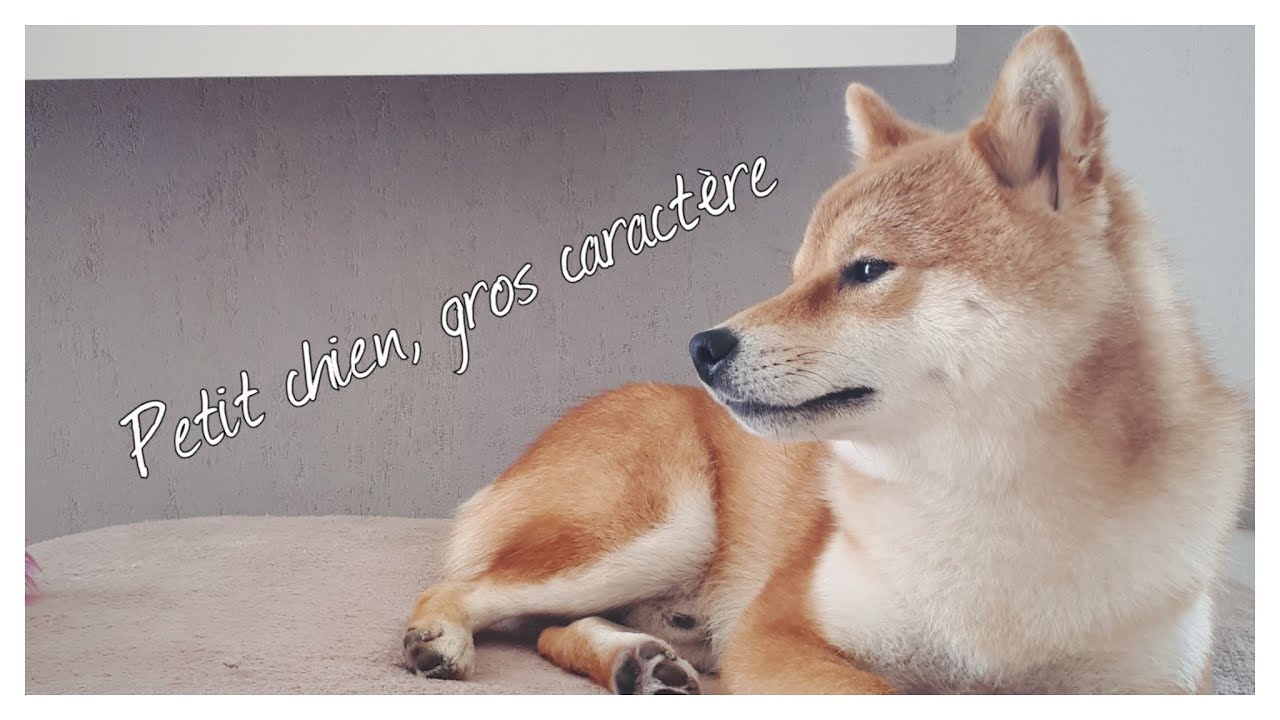 Shiba Inu, son caractère