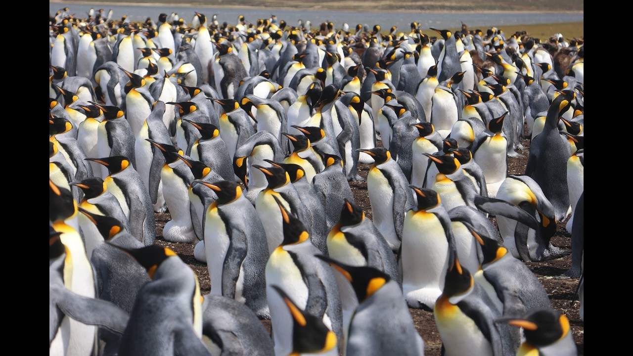 退休老人歐洲、南美、南極之旅 22 Cape Horn 福克蘭群島 Falkland Island Volunteer Point Holland America Oosterdam