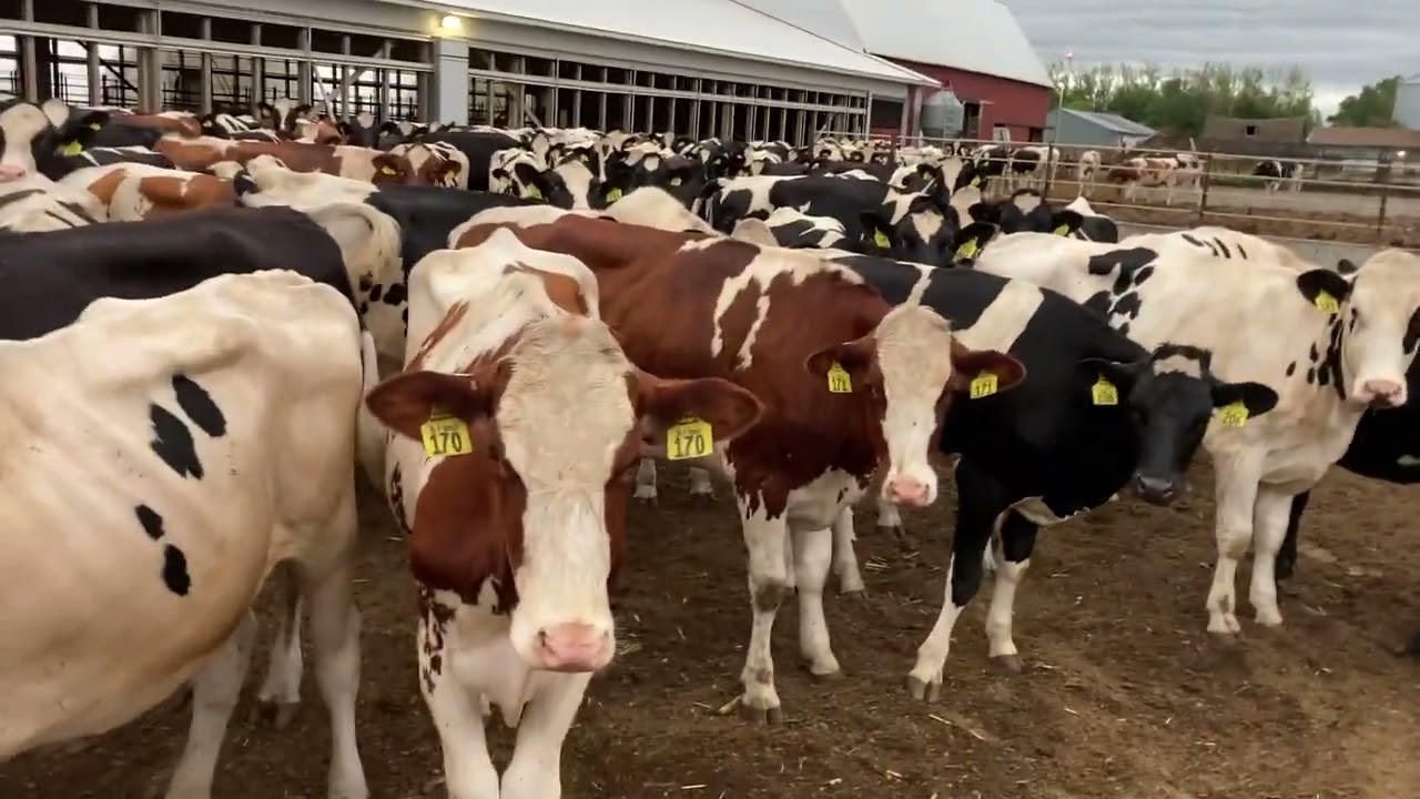 Feeding cows on our 400 cow Family Dairy Farm