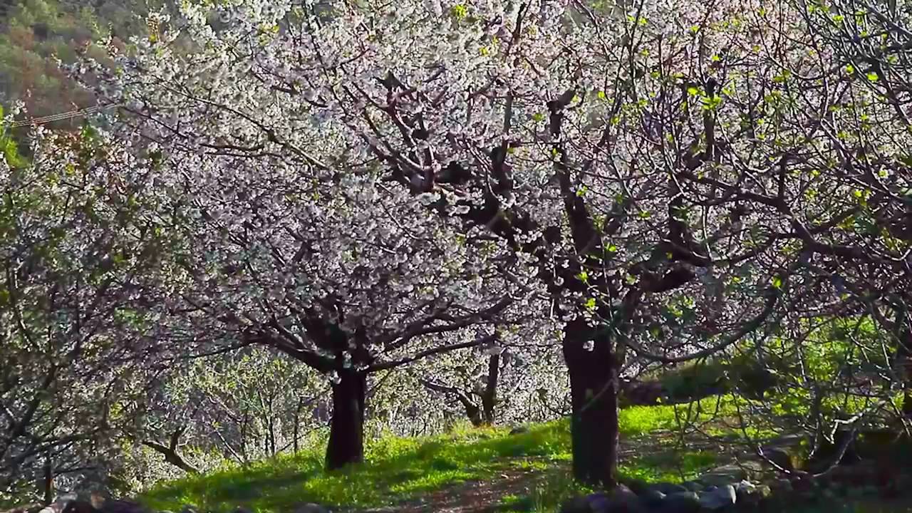 VALLE DEL JERTE FLORACION DEL CEREZO
