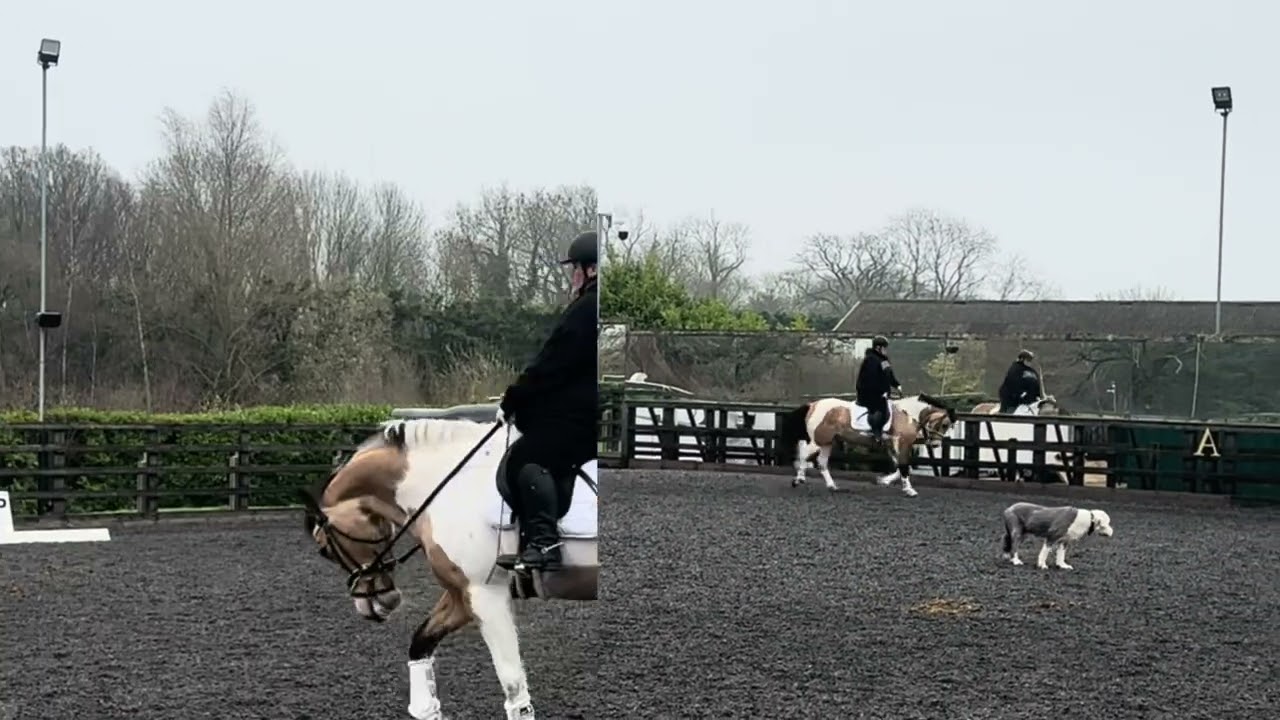 ICC BD training with Rob waine dressage on Echo 🙂