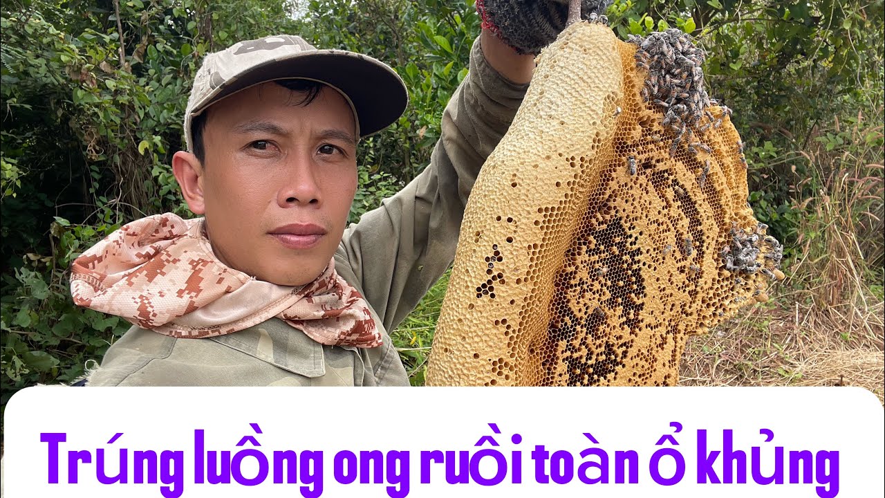 Săn bắt ong ruồi phần 2 trúng luồng ong toàn ổ khủng 