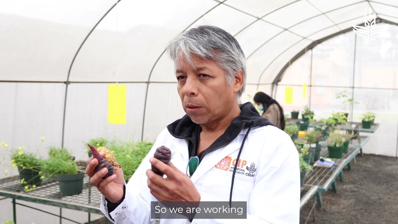 Using Mashua to Protect Potato Harvests