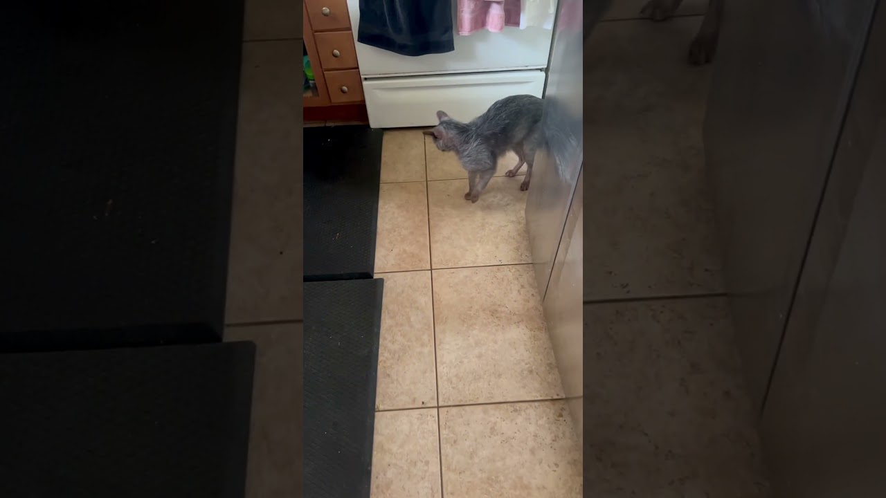My cat loves this self rotating ball!   