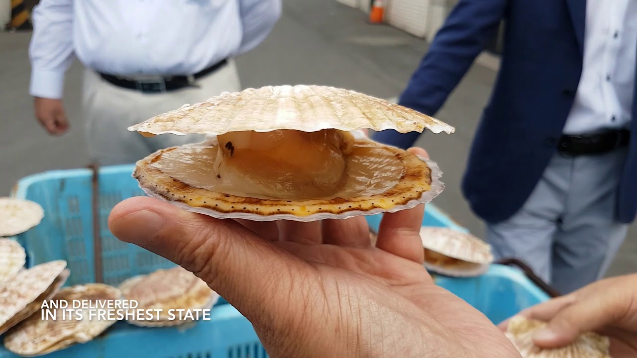 TSC Farming of air flown Hokkaido Scallops