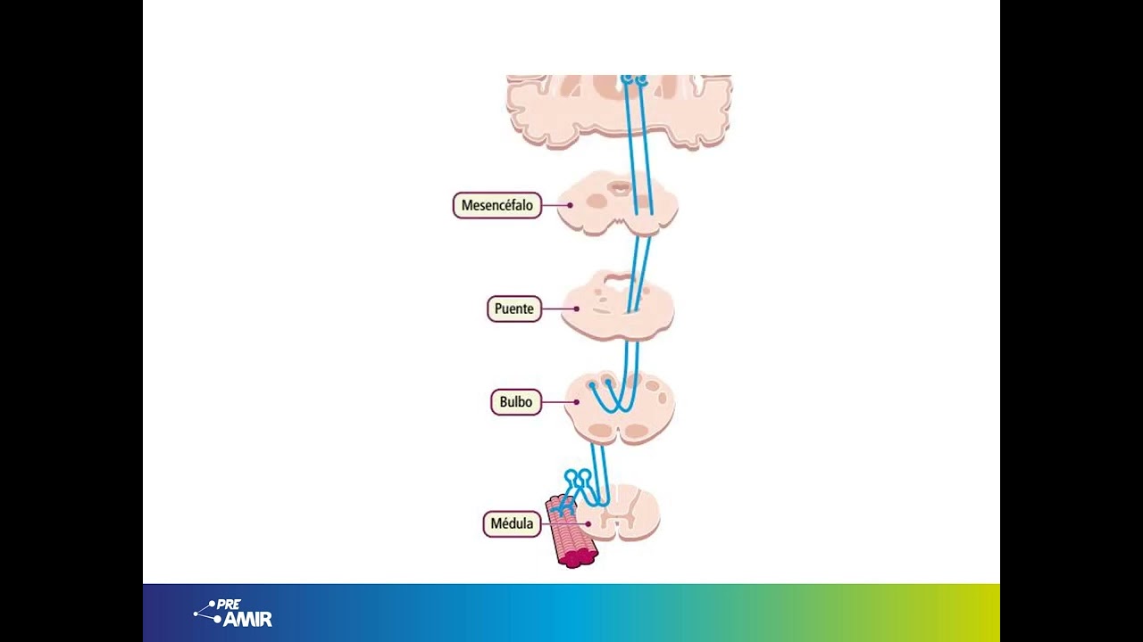 V&iacute;deopildoras PreAMIR | V&iacute;a de los cordones posteriores y lemnisco medial