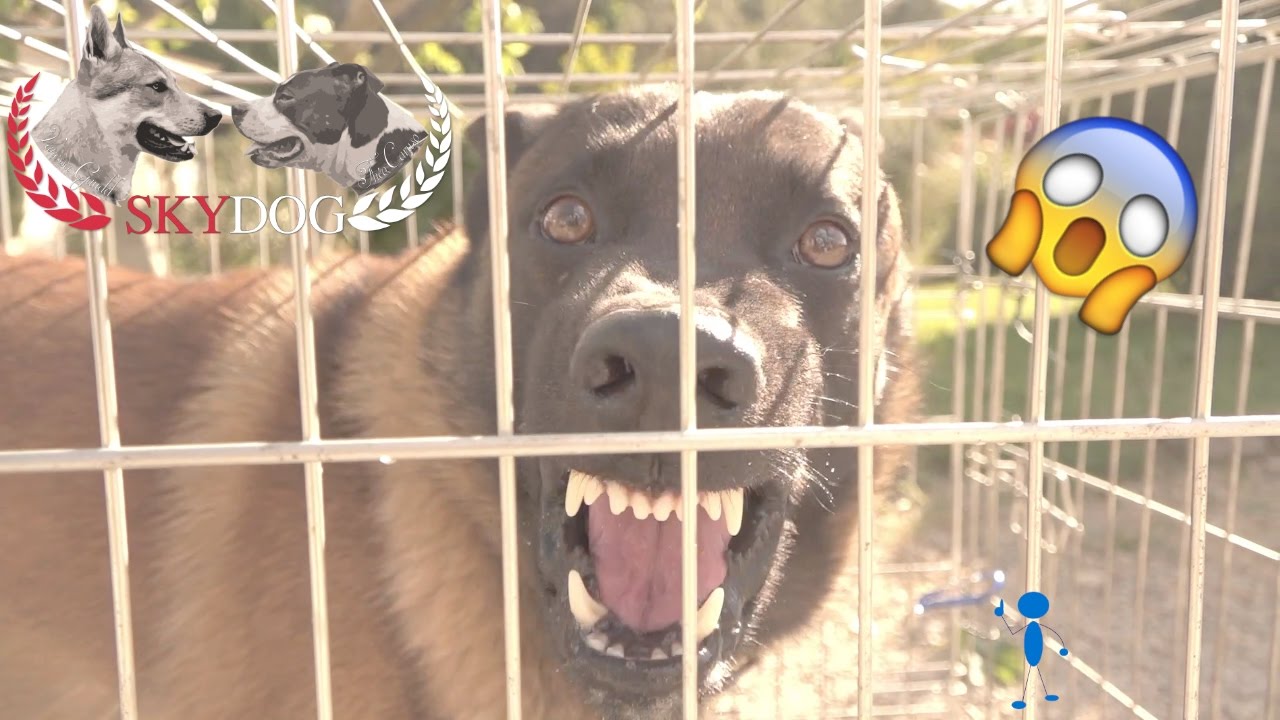 бельгийская овчарка MALINOIS // очень опасный // PART 1