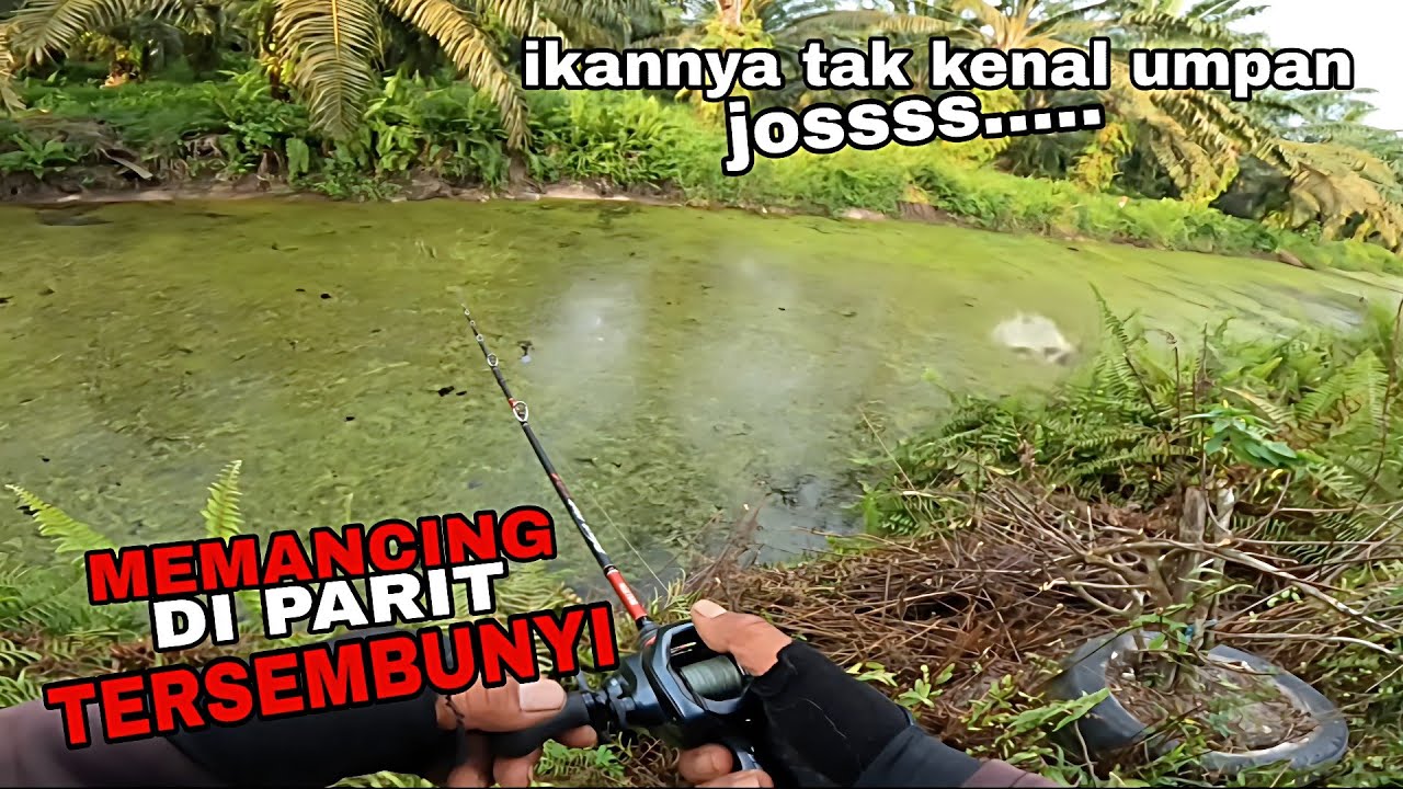 Memancing di parit tersembunyi. Ikannya garang garang. 