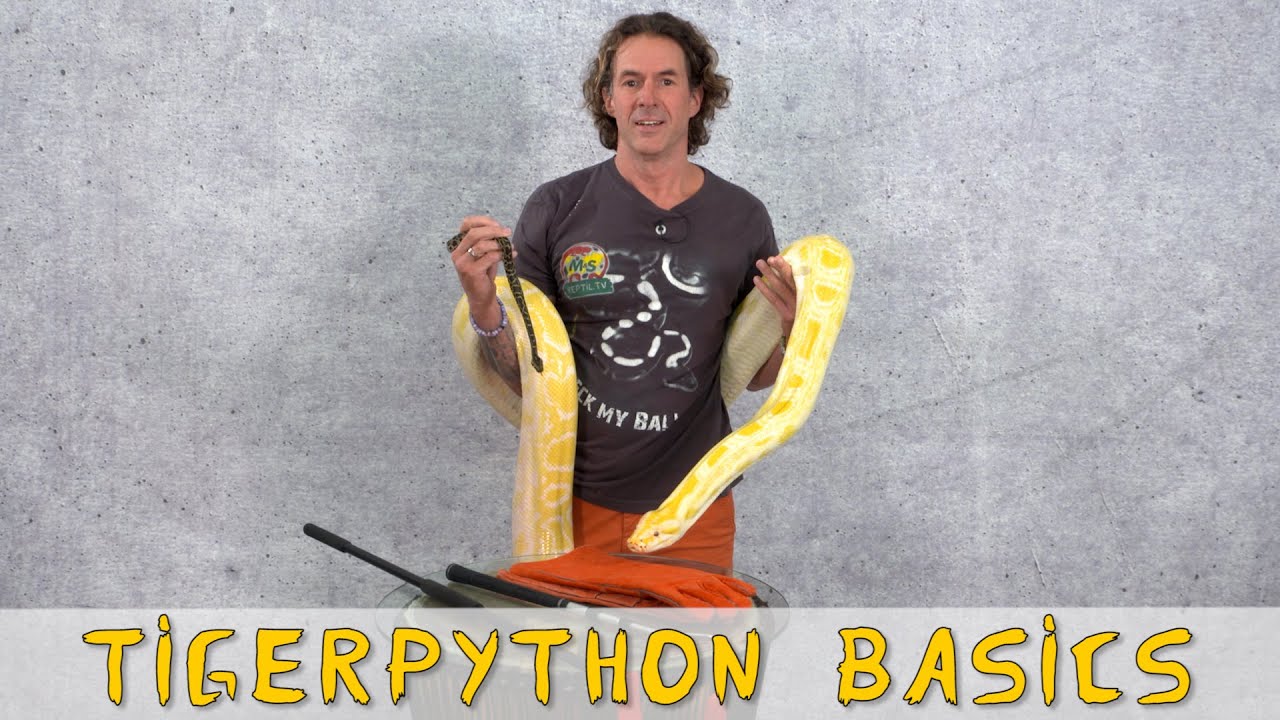 Reptil TV - Folge 92 - Tigerpython Basics