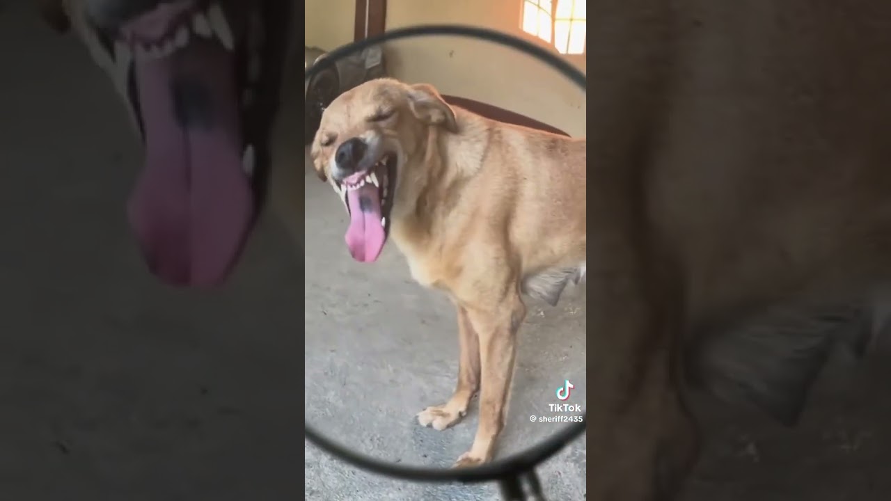 #payasada de los perros #  🐕 🤣😆🤣😆