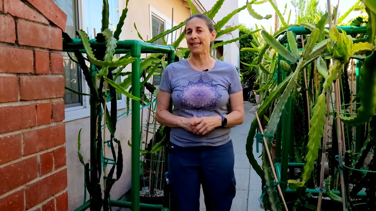 How to build PVC trellis for your dragon fruit plant
