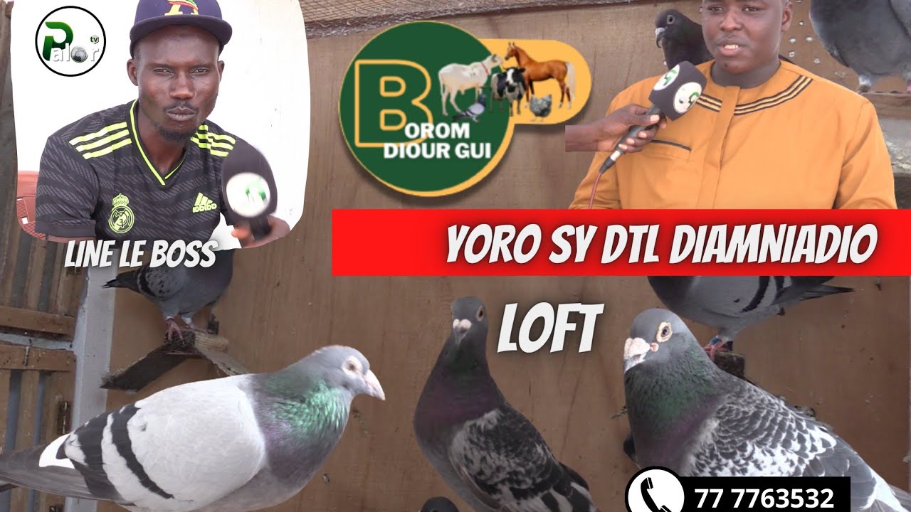 BOROM DIOUR GUI: Line le Boss Chez Yoro Sy DTL  Diamniadio