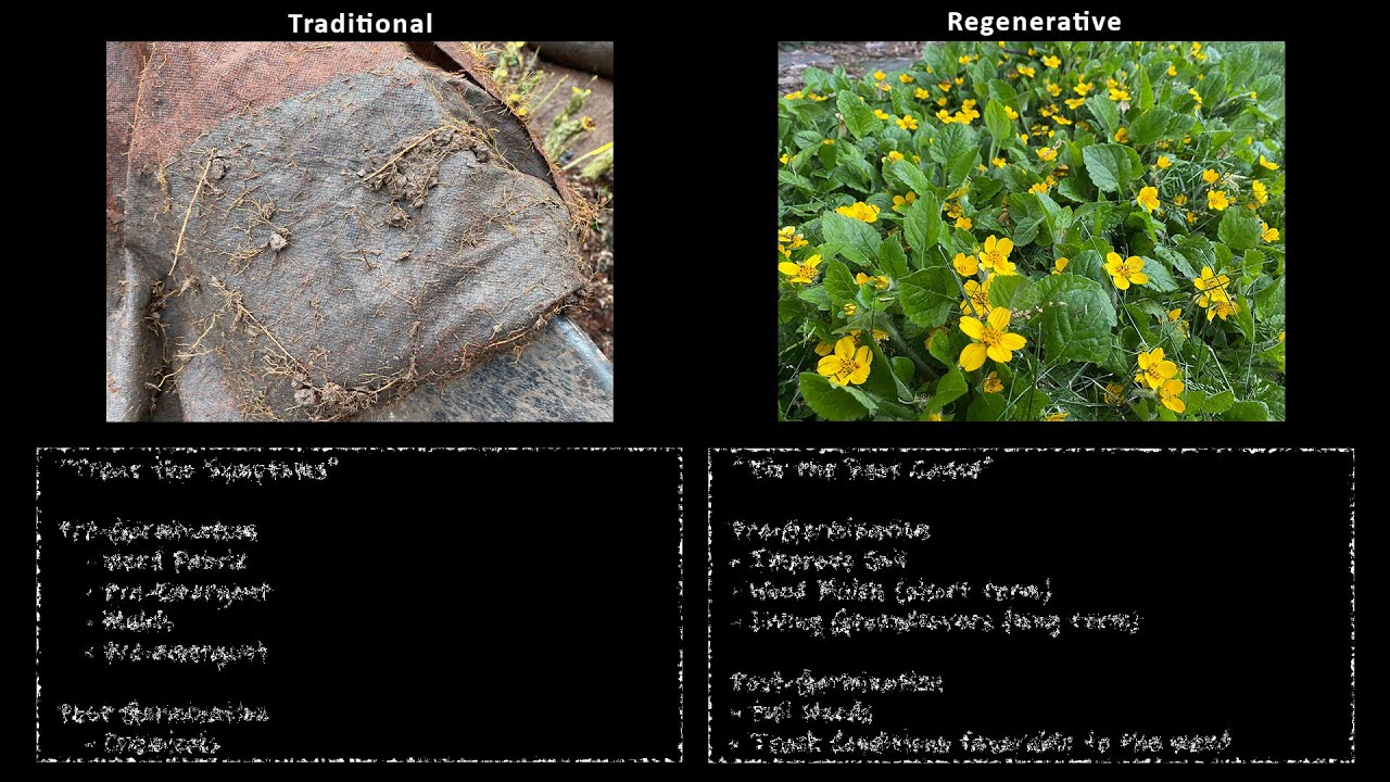 Traditional vs Regenerative Landscaping Comparison