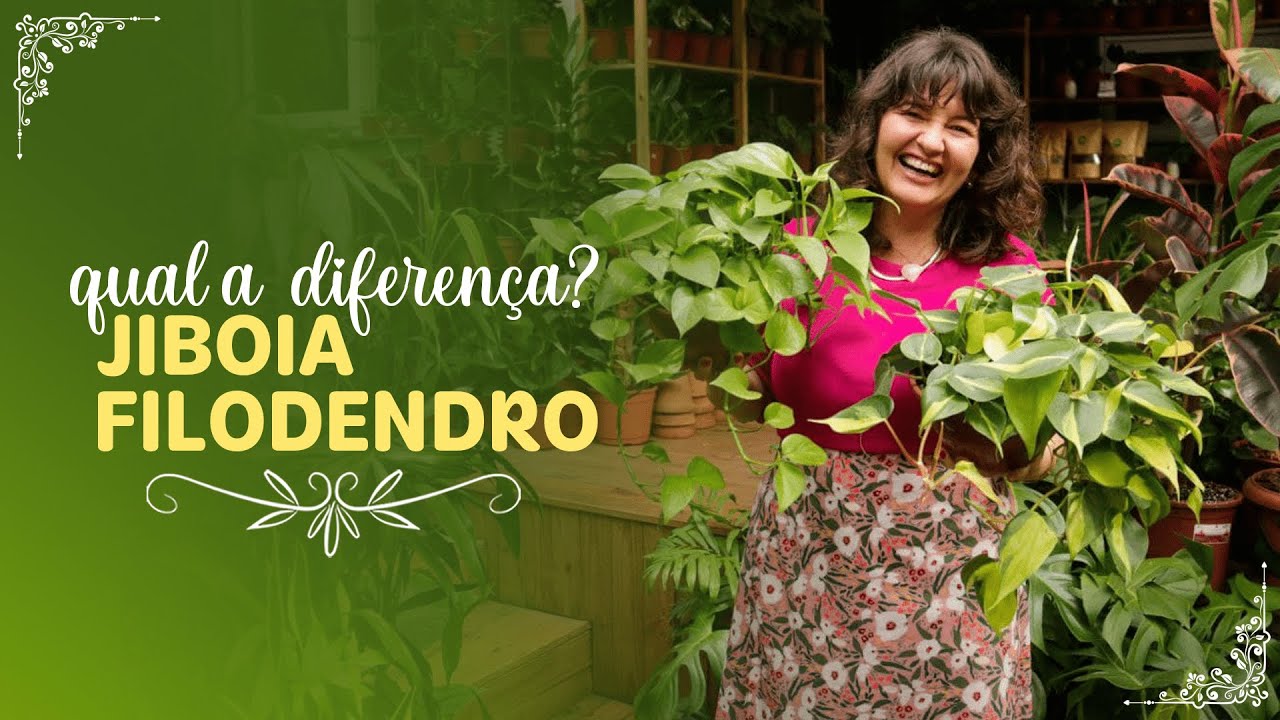 JIBOIAS x PHILODENDRON + como cultivar jiboias