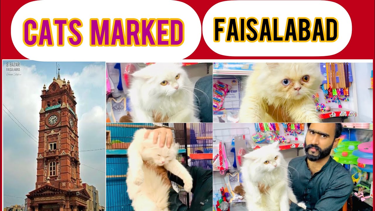 Cats Marked Faisalabad with Khurram bhai 2023 cats update