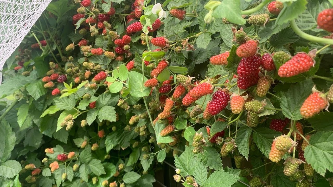 Loganberry-Amazing yield-Pre-Harvest Review-SE3-Project Food Garden