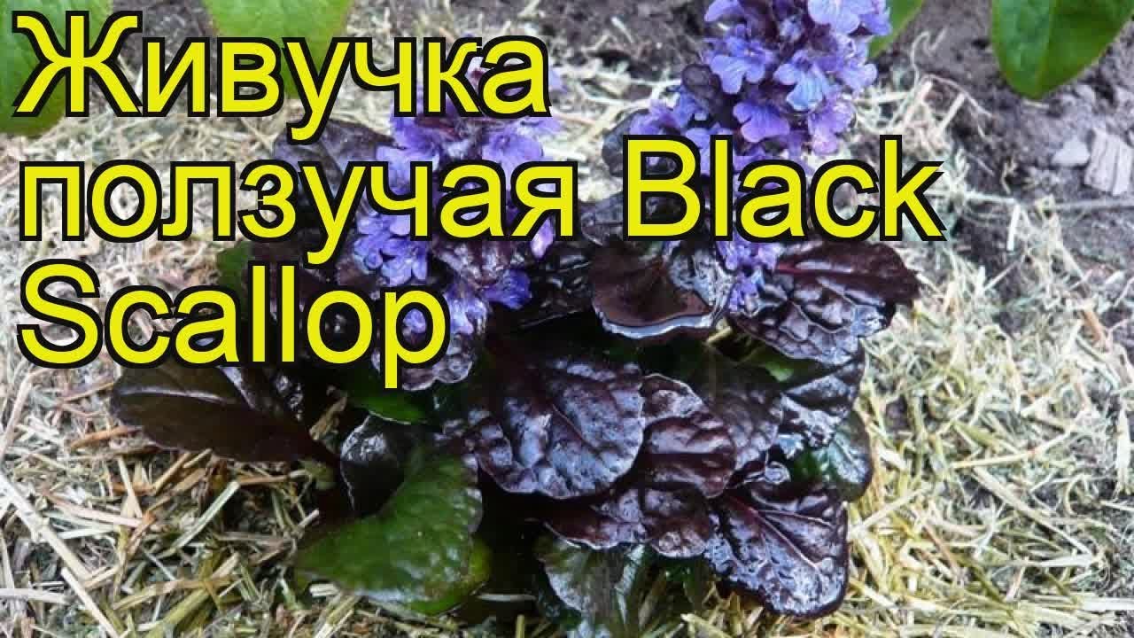 Живучка ползучая Черный гребешок. Краткий обзор, описание характеристик ajuga reptans Black Scallop