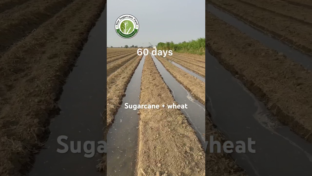 Subscribe YouTube channel for sugarcane farming videos #riar_sugarcane_farm #sugarcane_wheat #wheat