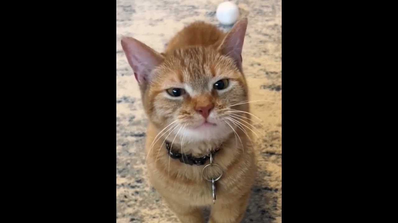 My cat has a lot to say🤣🐱🧐#funny #usa #foryou #cat #funnycat #pet #fyp #cute #fypシ゚ #catlovers