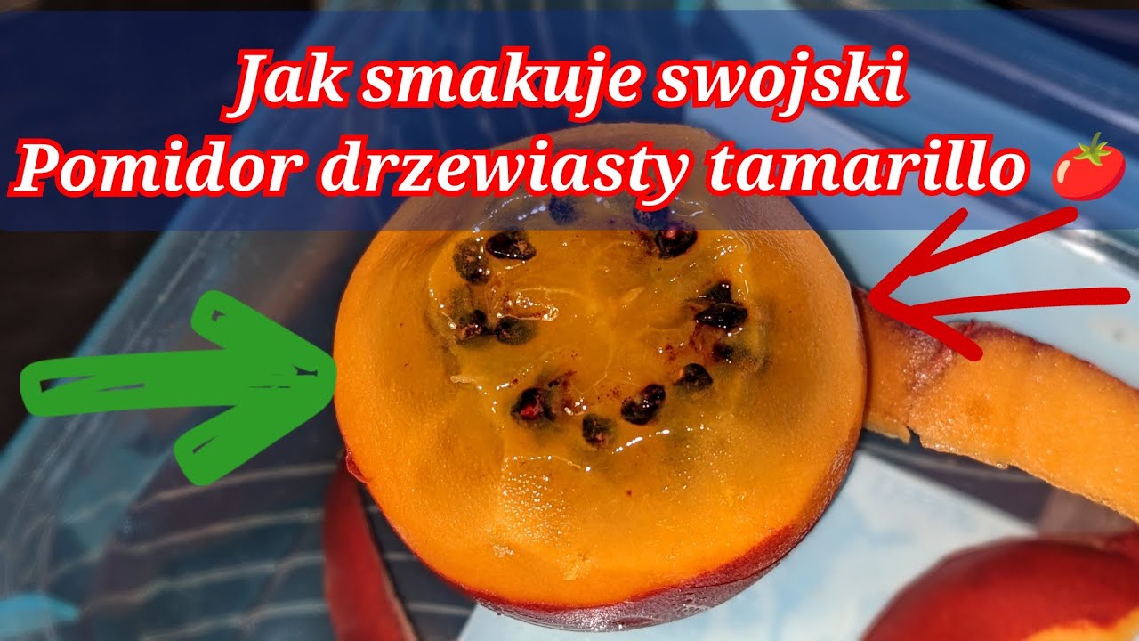 Jak smakuje swojski pomidor drzewiasty tamarillo 🍅