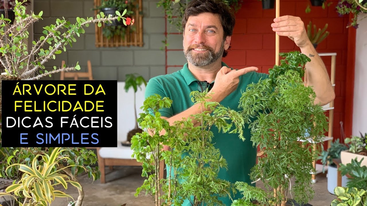 Árvore da Felicidade Dicas Fáceis e Simples