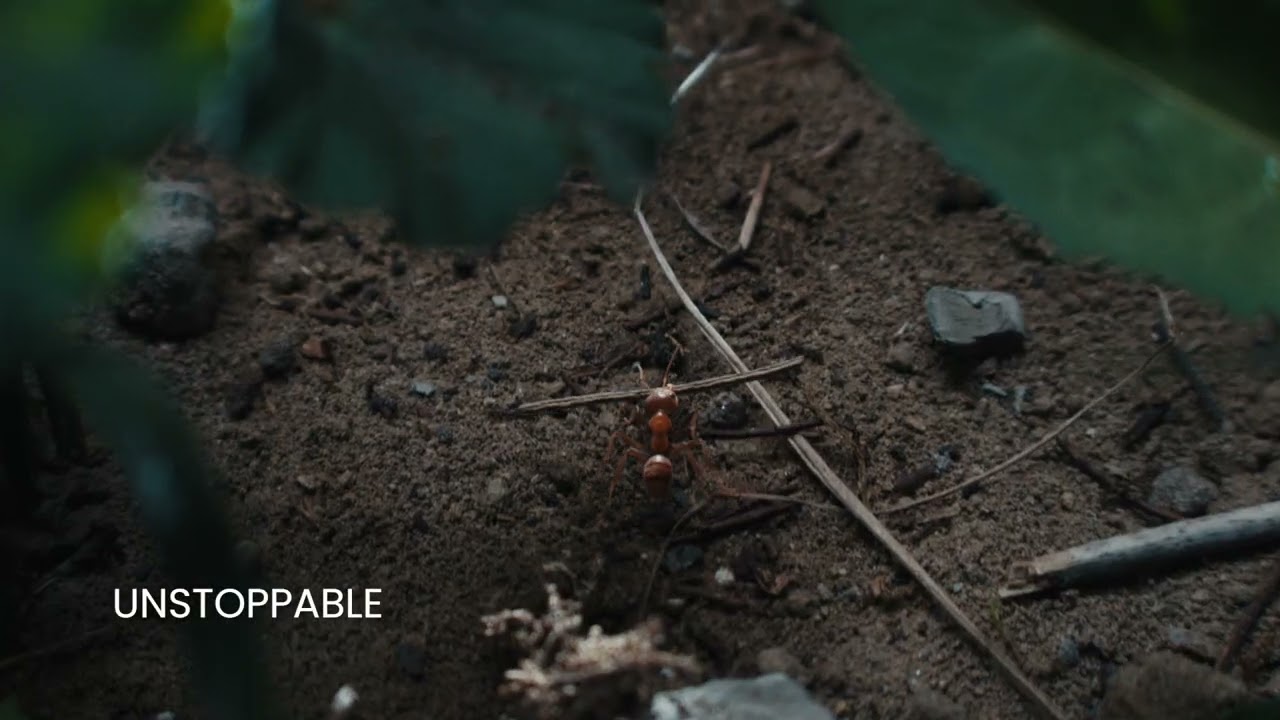 The Ant - New Fiat Professional Ducato Commercial​