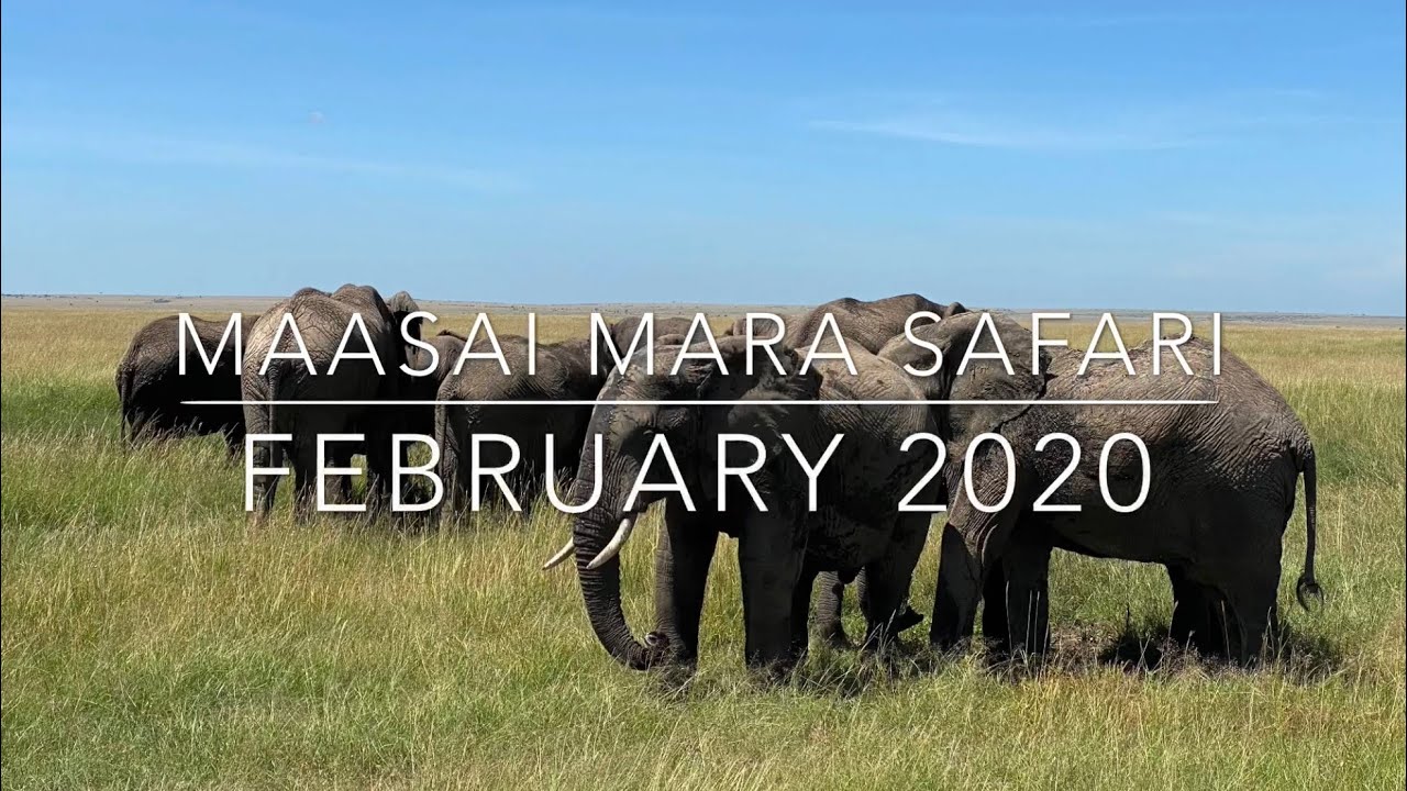 The Best of the Maasai Mara! Safari & Traditional Maasai Village Visit