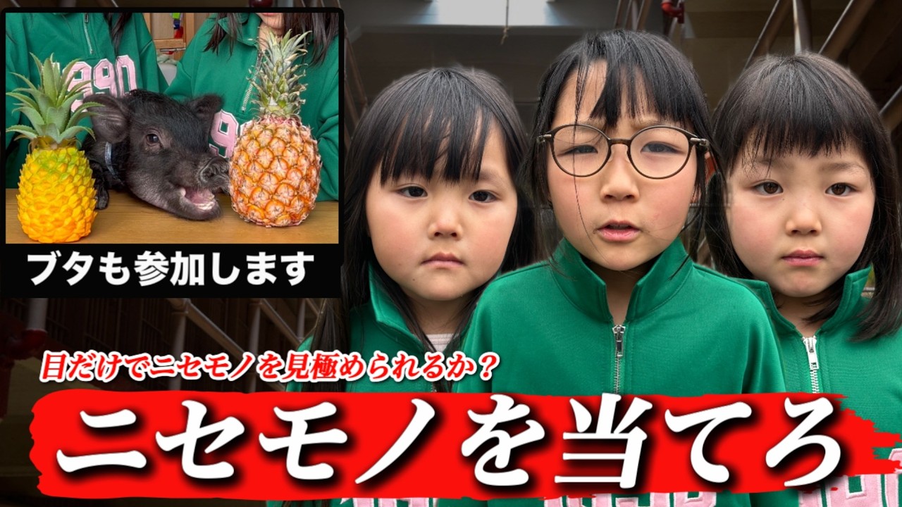 【ブタの鼻で判別？】ブタと協力して本物と偽物を当てる真剣勝負！ブタの鼻はマジですごい？