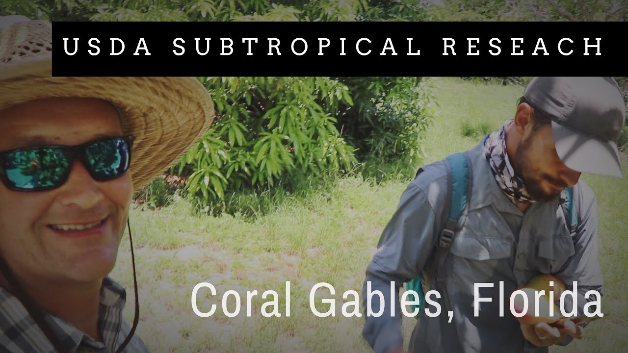 USDA Subtropical Research Tour: Historic Microclimate Fruit Walls