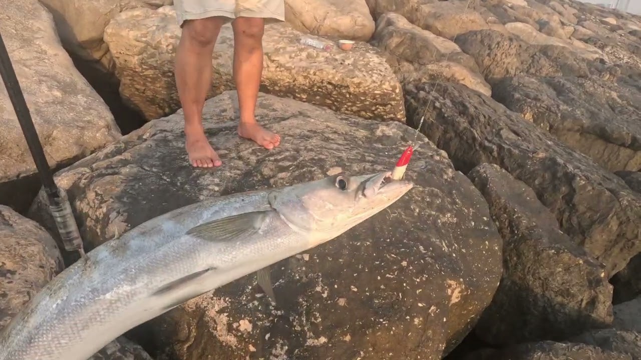 Unlocked monster baracuda ( angler bobie)#fishing #fishingmethods #fish #fishingtechniques #angler