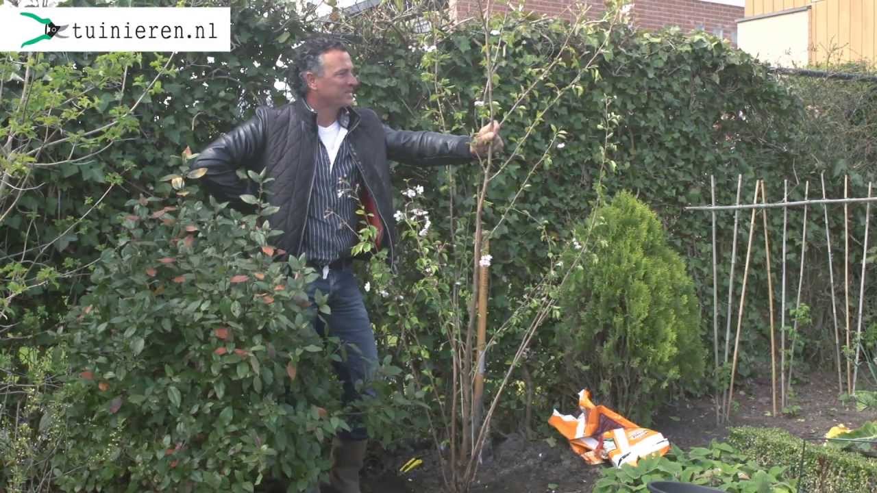 Boom planten of struik planten - Tuinieren.nl