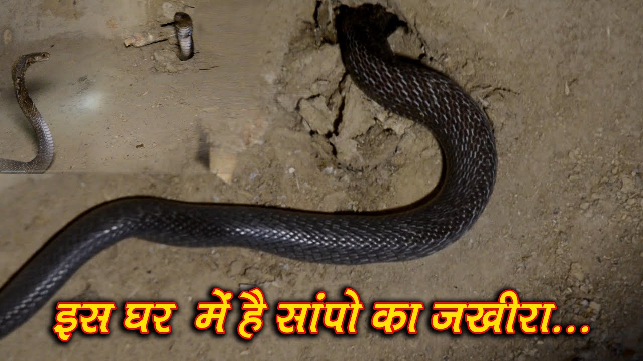 इस घर में ऐसा खौफनाक मंजर, जिंदगी में पहली बार देखने को मिला। Amazing video, cobra vs cobra rescue