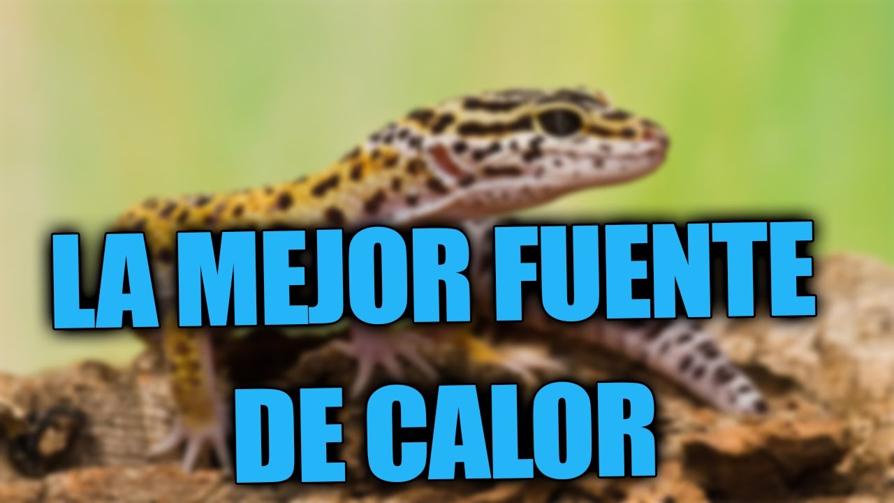 Fuentes De Calor Para Geckos Leopardo