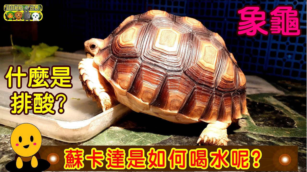 蘇卡達象龜怎麼喝水呢? 什麼是排酸?為什麼要泡水呢? |陸龜|蘇卡達|象龜|龜蜜|排酸|喝水