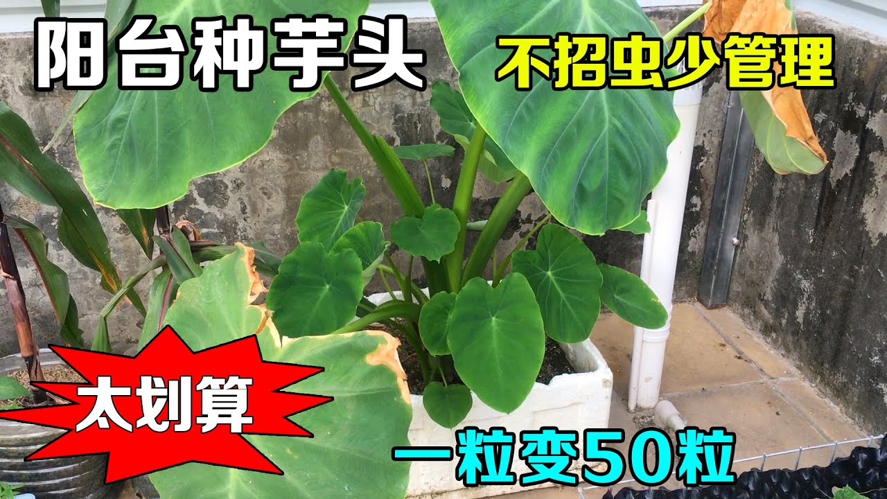 阳台种芋头，手把手分享全过程，管理简单，收获惊人！
